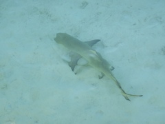 Negaprion brevirostris