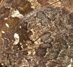 Thaduka multicaudata