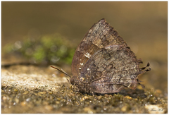 Thaduka multicaudata