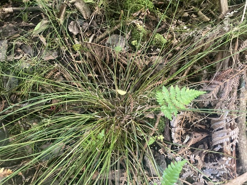 Cyperus trinervis
