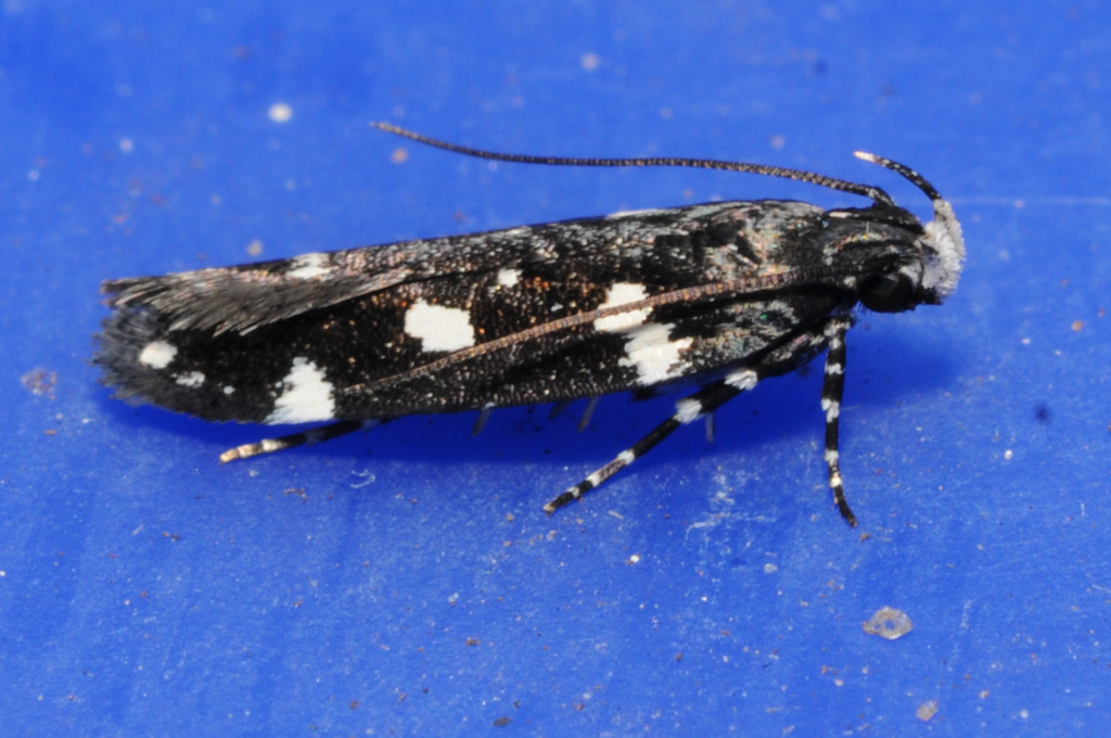 Six-spotted Aroga Moth