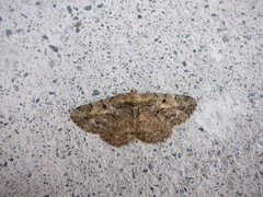 Psilalcis pulveraria
