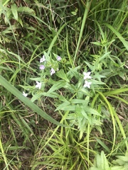 Conostomium natalense natalense