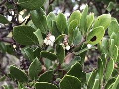 Arctostaphylos hookeri