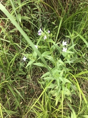 Conostomium natalense natalense