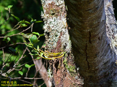 Dendrobium moniliforme