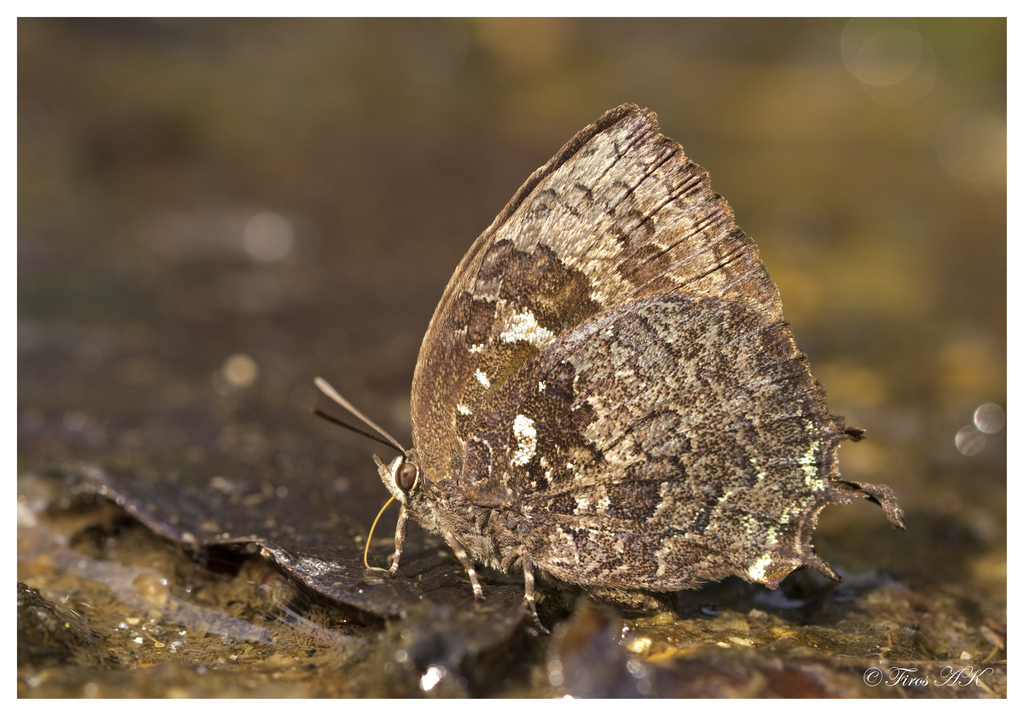 Many-tailed Oakblue