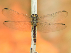 Erythrodiplax fervida