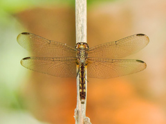 Erythrodiplax fervida