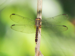 Erythrodiplax fervida