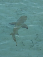 Negaprion brevirostris