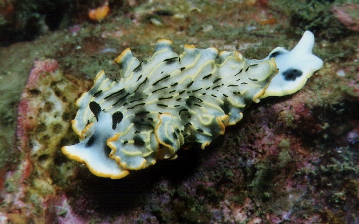 Dermatobranchus gonatophorus