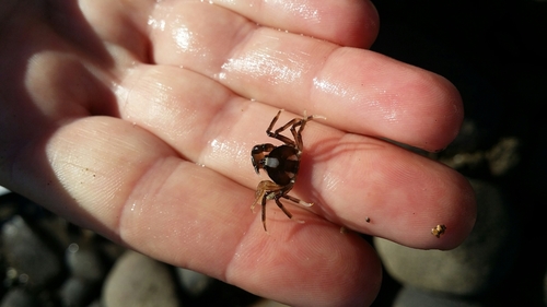 Halicarcinus quoyi