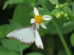 Appias lyncida eleonora