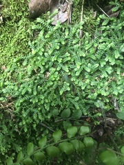 Selaginella mittenii