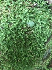 Selaginella mittenii