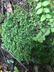 Selaginella mittenii