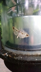Polythlipta divaricata