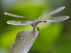 Micrathyria ocellata