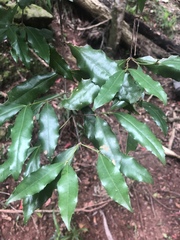 Cassipourea malosana