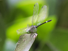 Micrathyria ocellata