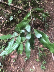 Cassipourea malosana