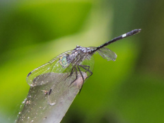 Micrathyria ocellata