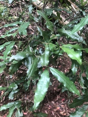 Cassipourea malosana