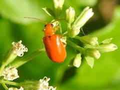 Chrysomelidae