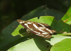 Phaedyma columella singa