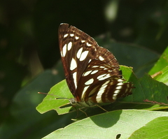 Phaedyma columella singa