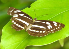 Phaedyma columella singa
