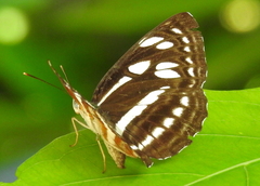 Phaedyma columella singa