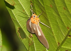 Asota subsimilis