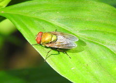 Diptera