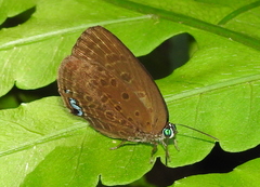 Arhopala amphimuta