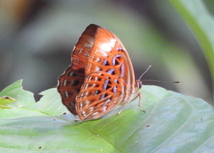 Taxila haquinus