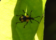 Lilioceris quadripustulata