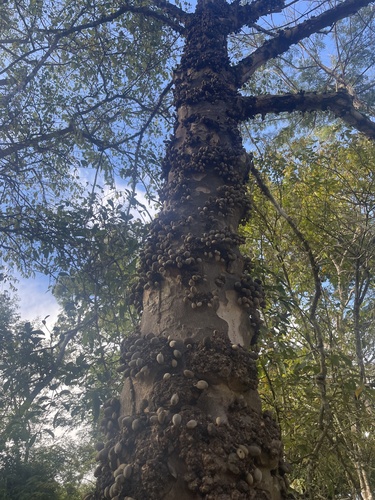 Pradosia lactescens