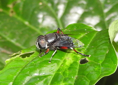 Phytomia
