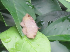 Mecodina subcostalis