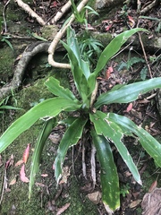 Dracaena aletriformis