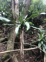 Dracaena aletriformis