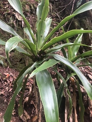 Dracaena aletriformis