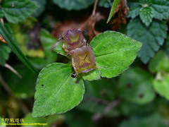 Sarcopyramis napalensis delicata