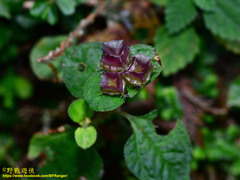 Sarcopyramis napalensis delicata