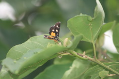 Mimeusemia vilemani