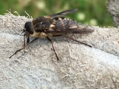 Scaptia adrel
