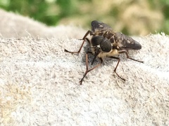 Scaptia adrel