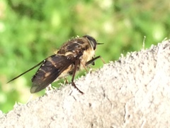 Scaptia adrel